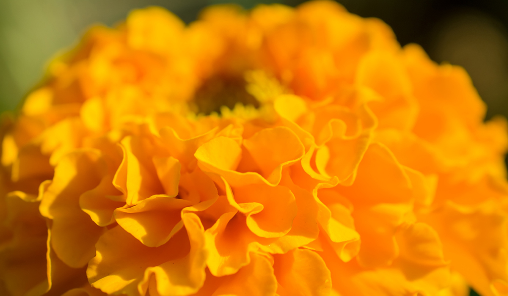 flower detail Dylan Point Loma 