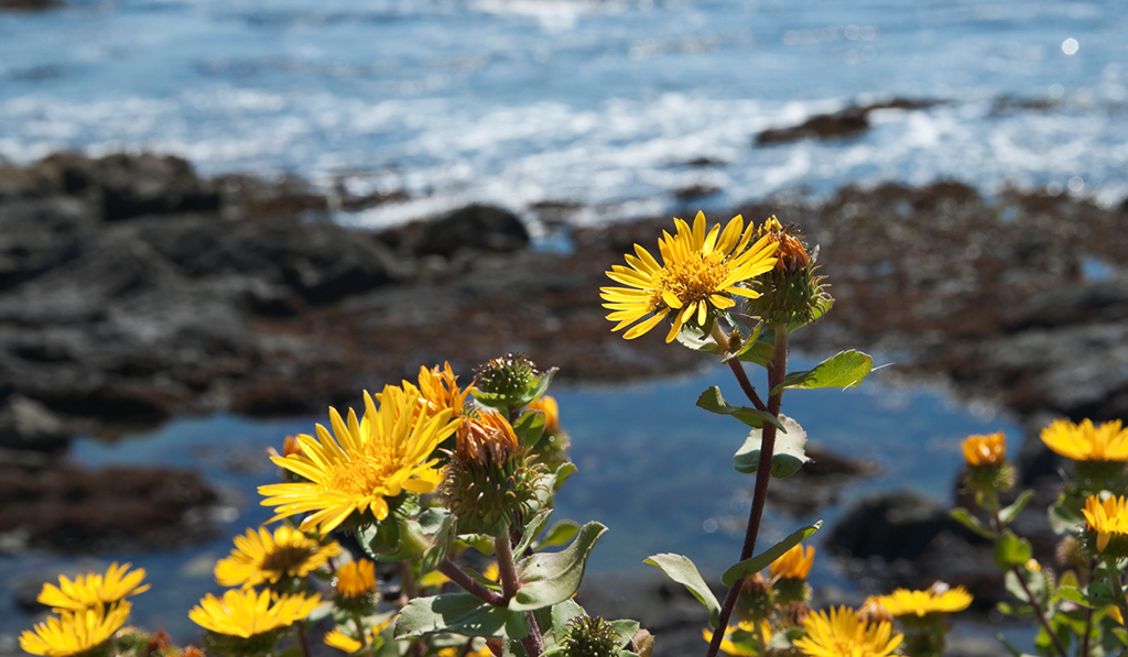 wild flowers at beach